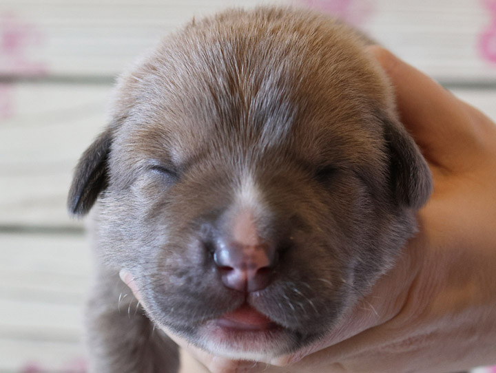 chinook puppy